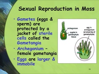 Sexual Reproduction in Moss
• Gametes (eggs &
sperm) are
protected by a
jacket of sterile
cells called the
Gametangia
• Archegonium –
female gametangia
• Eggs are larger &
immobile
16
 