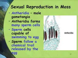 Sexual Reproduction in Moss
• Antheridia – male
gametangia
• Antheridia forms
many sperm cells
• Sperm cells
capable of
swimming to egg
• Sperm follow a
chemical trail
released by the
egg 17
 