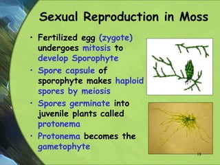 Sexual Reproduction in Moss
• Fertilized egg (zygote)
undergoes mitosis to
develop Sporophyte
• Spore capsule of
sporophyte makes haploid
spores by meiosis
• Spores germinate into
juvenile plants called
protonema
• Protonema becomes the
gametophyte
18
 