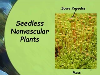 Seedless
Nonvascular
Plants
Spore Capsules
Moss
2
 