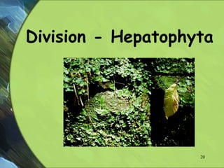 Division - Hepatophyta
20
 
