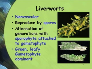 Liverworts
• Nonvascular
• Reproduce by spores
• Alternation of
generations with
sporophyte attached
to gametophyte
• Green, leafy
Gametophyte
dominant
21
 