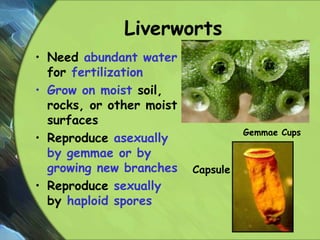 Liverworts
• Need abundant water
for fertilization
• Grow on moist soil,
rocks, or other moist
surfaces
• Reproduce asexually
by gemmae or by
growing new branches
• Reproduce sexually
by haploid spores
Gemmae Cups
Capsule
22
 