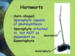 Hornworts
• Horn-shaped
Sporophyte capable
of photosynthesis
• Sporophyte attached
to, but NOT as
dependent on
Gametophyte
Sporophyte
Gametophyte 25
 