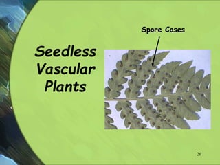 Seedless
Vascular
Plants
Spore Cases
26
 