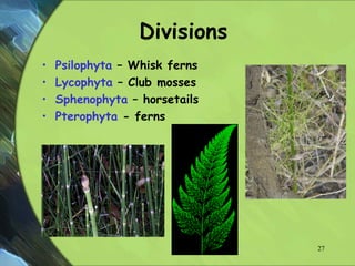Divisions
• Psilophyta – Whisk ferns
• Lycophyta – Club mosses
• Sphenophyta – horsetails
• Pterophyta - ferns
27
 