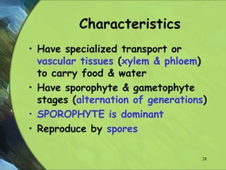 Characteristics
• Have specialized transport or
vascular tissues (xylem & phloem)
to carry food & water
• Have sporophyte & gametophyte
stages (alternation of generations)
• SPOROPHYTE is dominant
• Reproduce by spores
28
 