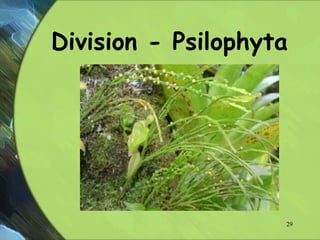 Division - Psilophyta
29
 