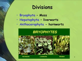 Divisions
• Bryophyta – Moss
• Hepatophyta – liverworts
• Anthocerophyta - hornworts
3
 