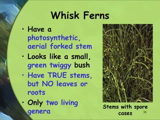 Whisk Ferns
• Have a
photosynthetic,
aerial forked stem
• Looks like a small,
green twiggy bush
• Have TRUE stems,
but NO leaves or
roots
• Only two living
genera
Stems with spore
cases 30
 