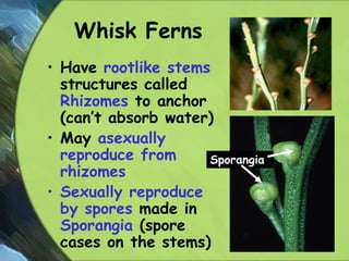 Whisk Ferns
• Have rootlike stems
structures called
Rhizomes to anchor
(can’t absorb water)
• May asexually
reproduce from
rhizomes
• Sexually reproduce
by spores made in
Sporangia (spore
cases on the stems)
Sporangia
31
 