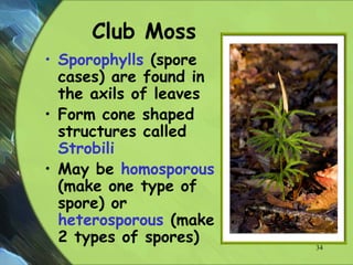 Club Moss
• Sporophylls (spore
cases) are found in
the axils of leaves
• Form cone shaped
structures called
Strobili
• May be homosporous
(make one type of
spore) or
heterosporous (make
2 types of spores) 34
 
