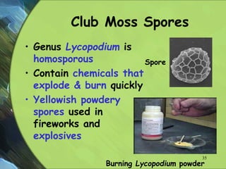 Club Moss Spores
• Genus Lycopodium is
homosporous
• Contain chemicals that
explode & burn quickly
• Yellowish powdery
spores used in
fireworks and
explosives
Spore
Burning Lycopodium powder
35
 
