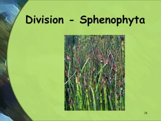 Division - Sphenophyta
38
 