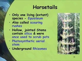 Horsetails
• Only one living (extant)
species - Equisteum
• Also called scouring
rushes
• Hollow, jointed Stems
contain silica & were
once used to scrub pots
• Photosynthetic aerial
stem
• Underground Rhizomes
39
 