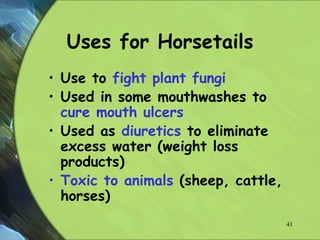 Uses for Horsetails
• Use to fight plant fungi
• Used in some mouthwashes to
cure mouth ulcers
• Used as diuretics to eliminate
excess water (weight loss
products)
• Toxic to animals (sheep, cattle,
horses)
41
 
