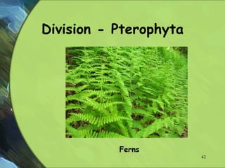 Division - Pterophyta
Ferns
42
 