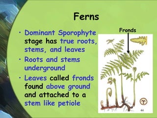 Ferns
• Dominant Sporophyte
stage has true roots,
stems, and leaves
• Roots and stems
underground
• Leaves called fronds
found above ground
and attached to a
stem like petiole
Fronds
44
 