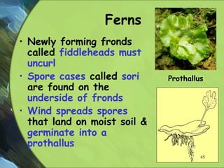 Ferns
• Newly forming fronds
called fiddleheads must
uncurl
• Spore cases called sori
are found on the
underside of fronds
• Wind spreads spores
that land on moist soil &
germinate into a
prothallus
Prothallus
45
 