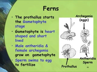 Ferns
• The prothallus starts
the Gametophyte
stage
• Gametophyte is heart
shaped and short
lived
• Male antheridia &
female archegonia
grow on gametophyte
• Sperm swims to egg
to fertilize Prothallus
Archegonia
(eggs)
Antheridia
Sperm
46
 