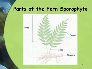 Parts of the Fern Sporophyte
47
 