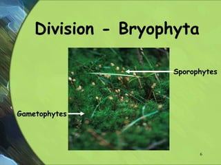 Division - Bryophyta
Sporophytes
Gametophytes
6
 