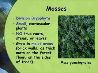 Mosses
• Division Bryophyta
• Small, nonvascular
plants
• NO true roots,
stems, or leaves
• Grow in moist areas
(brick walls, as thick
mats on the forest
floor, on the sides
of trees) Moss gametophytes
7
 