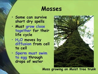Mosses
• Some can survive
short dry spells
• Must grow close
together for their
life cycle
• H2O moves by
diffusion from cell
to cell
• Sperm must swim
to egg through
drops of water
Moss growing on Moist tree trunk8
 