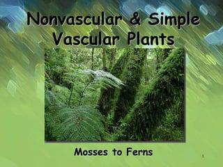 Nonvascular & Simple
Vascular Plants
Mosses to Ferns 1
 