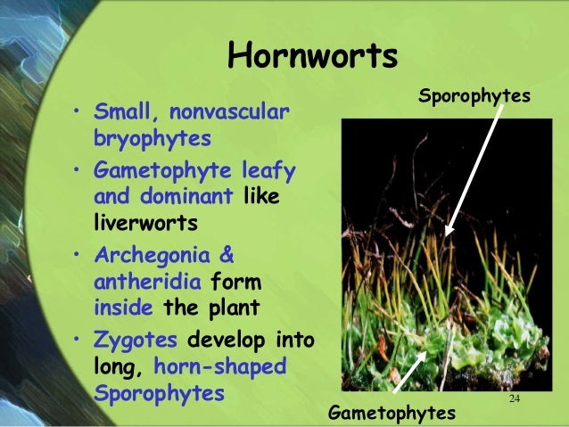 what is the dominant generation in mosses and liverworts
