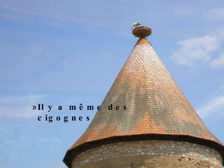 Il y a même des cigognes 