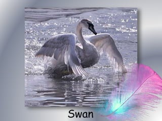 Swan 
 