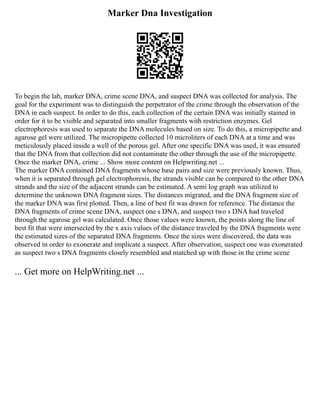Marker Dna Investigation
To begin the lab, marker DNA, crime scene DNA, and suspect DNA was collected for analysis. The
goal for the experiment was to distinguish the perpetrator of the crime through the observation of the
DNA in each suspect. In order to do this, each collection of the certain DNA was initially stained in
order for it to be visible and separated into smaller fragments with restriction enzymes. Gel
electrophoresis was used to separate the DNA molecules based on size. To do this, a micropipette and
agarose gel were utilized. The micropipette collected 10 microliters of each DNA at a time and was
meticulously placed inside a well of the porous gel. After one specific DNA was used, it was ensured
that the DNA from that collection did not contaminate the other through the use of the micropipette.
Once the marker DNA, crime ... Show more content on Helpwriting.net ...
The marker DNA contained DNA fragments whose base pairs and size were previously known. Thus,
when it is separated through gel electrophoresis, the strands visible can be compared to the other DNA
strands and the size of the adjacent strands can be estimated. A semi log graph was utilized to
determine the unknown DNA fragment sizes. The distances migrated, and the DNA fragment size of
the marker DNA was first plotted. Then, a line of best fit was drawn for reference. The distance the
DNA fragments of crime scene DNA, suspect one s DNA, and suspect two s DNA had traveled
through the agarose gel was calculated. Once those values were known, the points along the line of
best fit that were intersected by the x axis values of the distance traveled by the DNA fragments were
the estimated sizes of the separated DNA fragments. Once the sizes were discovered, the data was
observed in order to exonerate and implicate a suspect. After observation, suspect one was exonerated
as suspect two s DNA fragments closely resembled and matched up with those in the crime scene
... Get more on HelpWriting.net ...
 