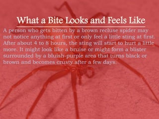 Top 5 Most dangerous spider in the world | PDF