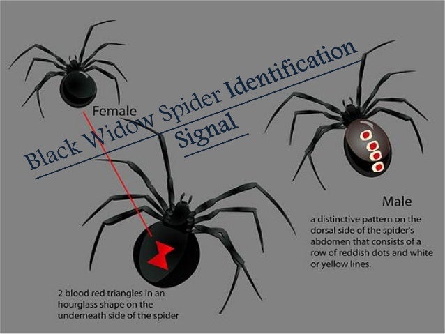 Top 5 Most dangerous spider in the world