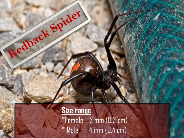 Top 5 Most Dangerous Spider In The World