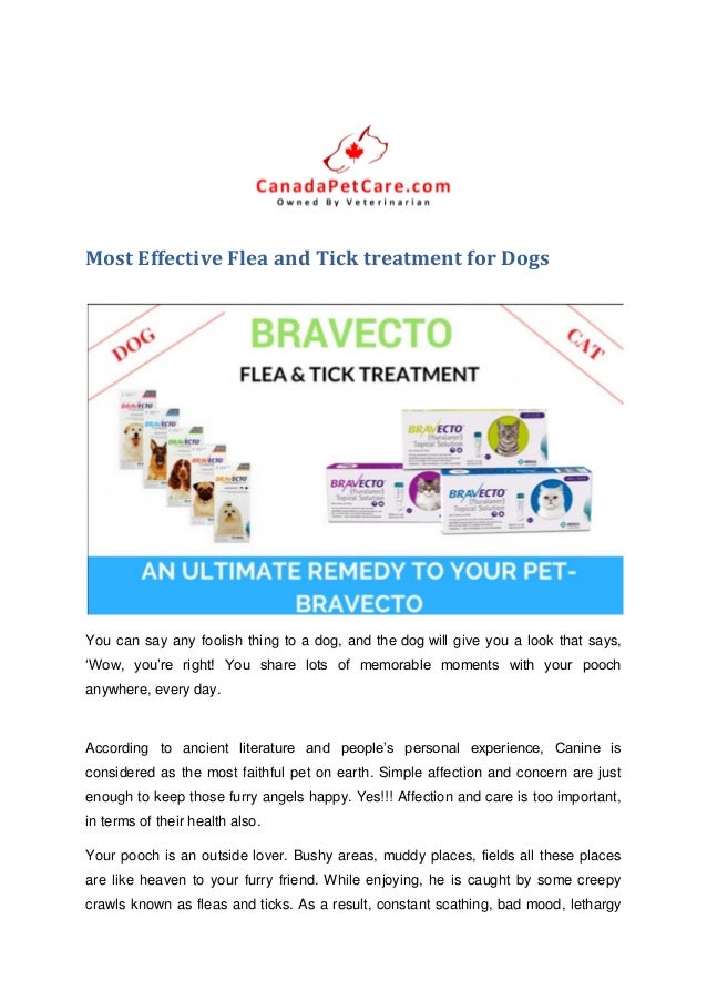 home treatment for ticks on dogs