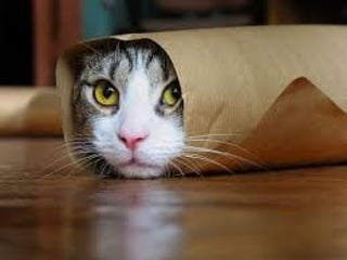 Most hilarious cat videos PPT