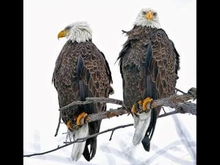 Most incrediblepixever