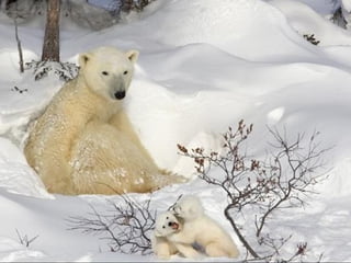 Most incrediblepixever