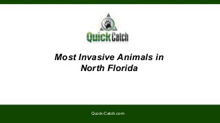 Most Invasive Animals in
North Florida
Quick-Catch.com
 
