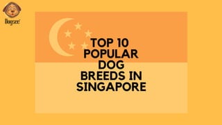 TOP 10
POPULAR
DOG
BREEDS IN
SINGAPORE
 