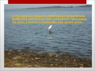 A POLUIÇÃO DA ÁGUA É A INTRODUÇÃO DE MATERIAIS QUÍMICOS E BIOLÓGICOS QUE ESTRAGAM A QUALIDADE DA ÁGUA E AFETA O ORGANISMO DOS SERES VIVOS... 