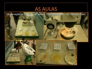 AS AULAS
Observação de fungos – 6ª série – Profª Jaqueline – EE Olímpia Falci
 