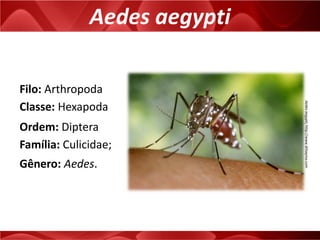 Aedes aegypti
Gênero: Aedes.
Aedesaegypti;http://www.drbayma.com
Filo: Arthropoda
Classe: Hexapoda
Ordem: Diptera
Família: Culicidae;
 