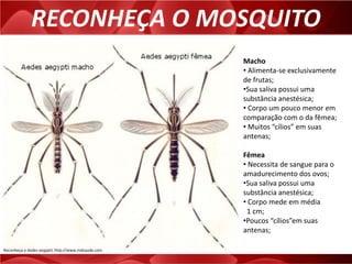 RECONHEÇA O MOSQUITO
Macho
• Alimenta-se exclusivamente
de frutas;
•Sua saliva possui uma
substância anestésica;
• Corpo um pouco menor em
comparação com o da fêmea;
• Muitos “cílios” em suas
antenas;
Fêmea
• Necessita de sangue para o
amadurecimento dos ovos;
•Sua saliva possui uma
substância anestésica;
• Corpo mede em média
1 cm;
•Poucos “cílios”em suas
antenas;
Reconheça o Aedes aegypti; http://www.mdsaude.com
 