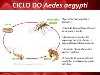 CICLO DO Aedes aegypti
•Apresenta fase aquática e
terrestre;
• Fases de desenvolvimento: ovo,
larva, pupa e adulto;
• Alimentam-se de detritos
orgânicos, bactérias, fungos e
protozoários existente na água;
•. As pupas não se alimentam,
apenas respiram;
•A duração do ciclo de vida em
condições favoráveis é cerca de
oito diasCiclo de vida do Aedes aegypti; papofeminino.uol.com.br
 
