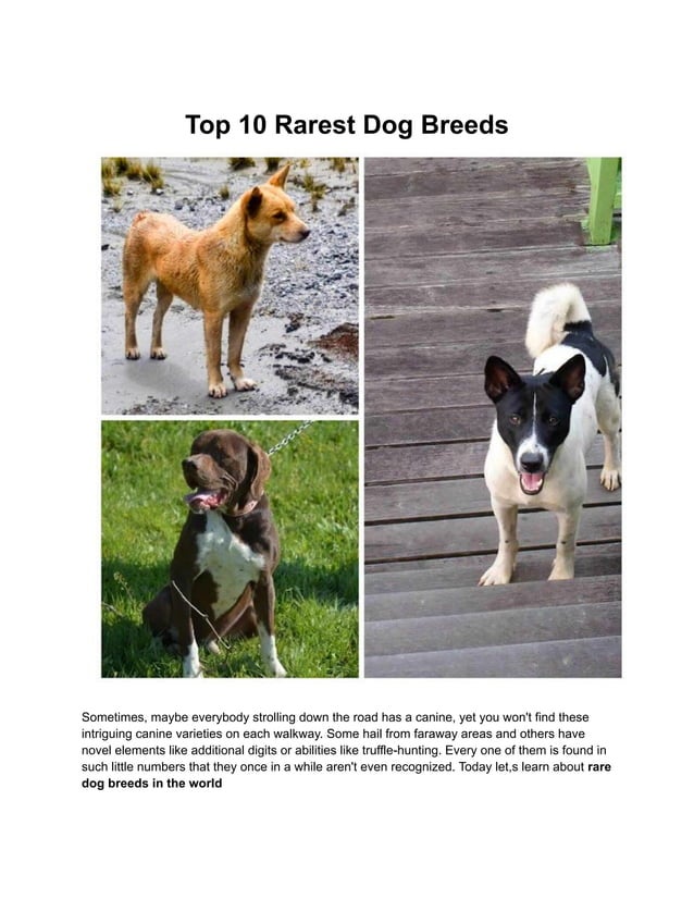 Most Rare Dog Breeds In The World.pdf