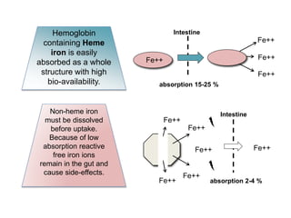 Fe++
Fe++
Fe++
Intestine
Fe++
absorption 15-25 %
Hemoglobin
containing Heme
iron is easily
absorbed as a whole
structure w...