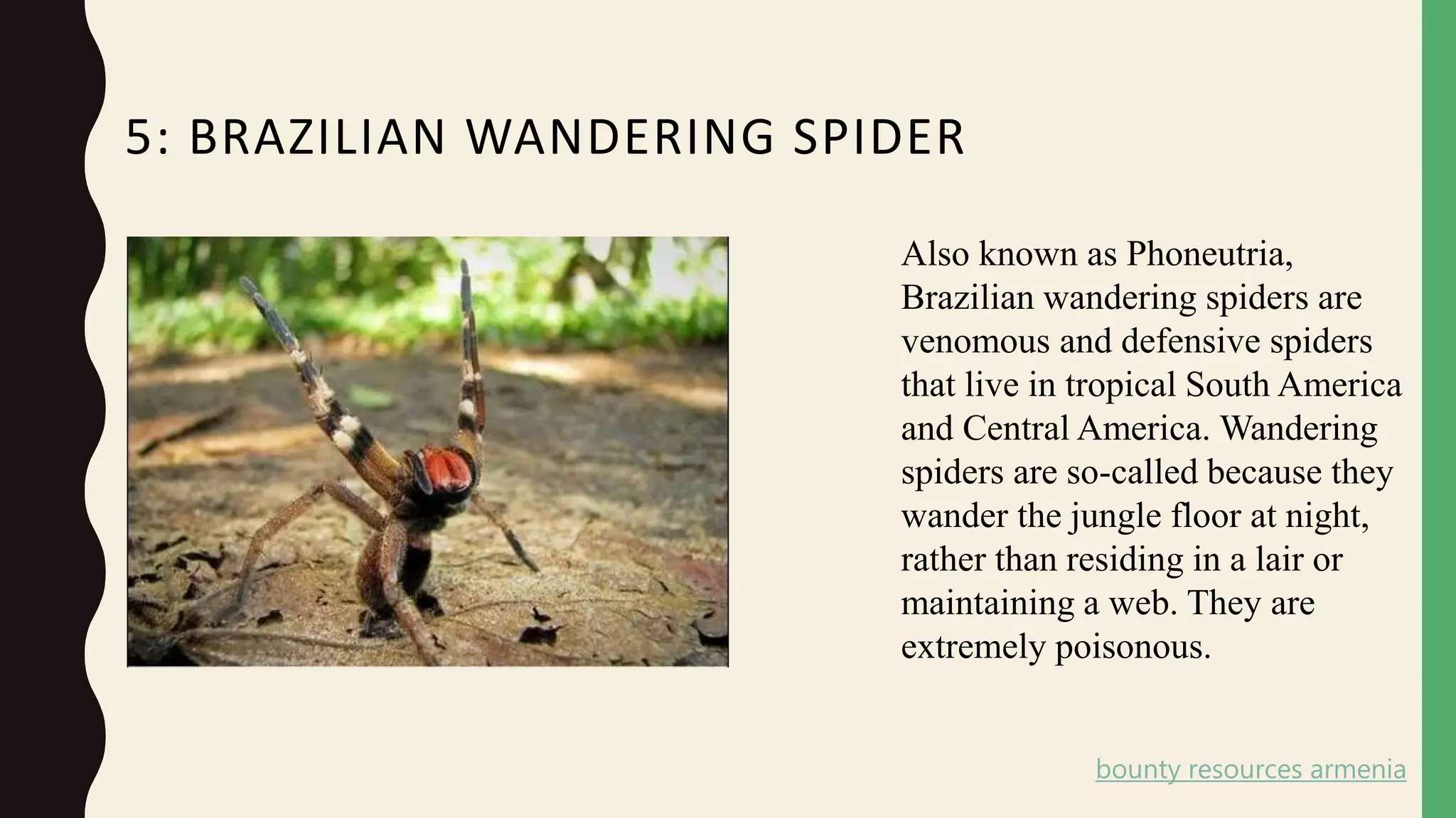 Venom Insects Most Venomous Insects in the World by Li Haidong Singapore | PPTX